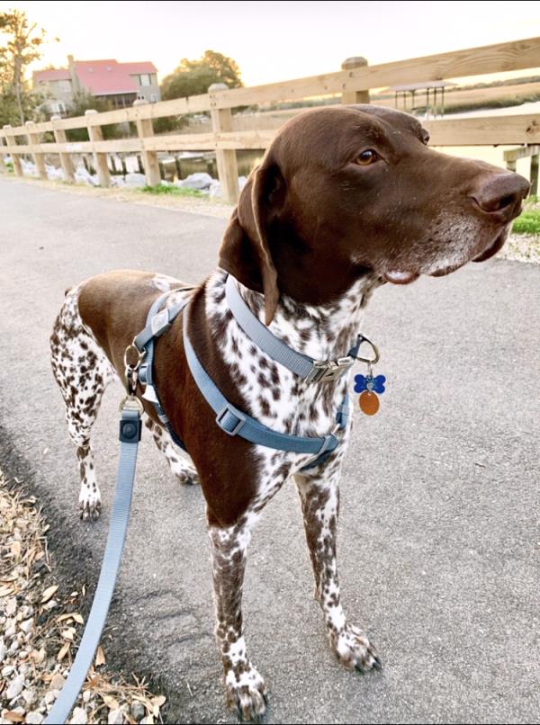 /images/uploads/southeast german shorthaired pointer rescue/segspcalendarcontest2019/entries/11500thumb.jpg